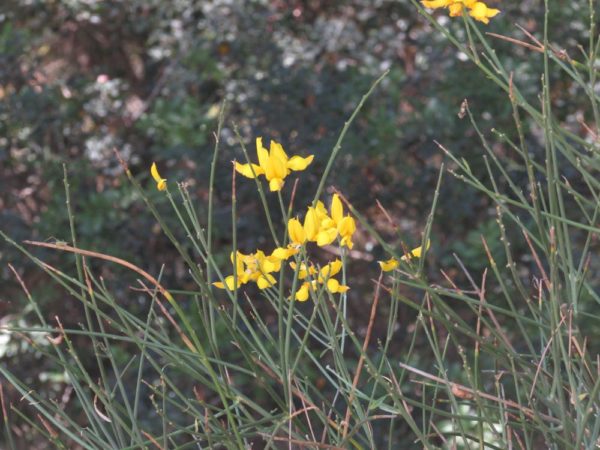 Цветы Хорватии Дрок испанский (Genista hispanica синоним Spartium junceum L.)