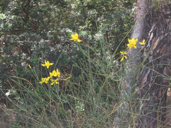 Цветы Хорватии Дрок испанский (Genista hispanica синоним Spartium junceum L.)