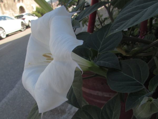 Цветы Хорватии Дурман обыкновенный (Datúra stramónium)