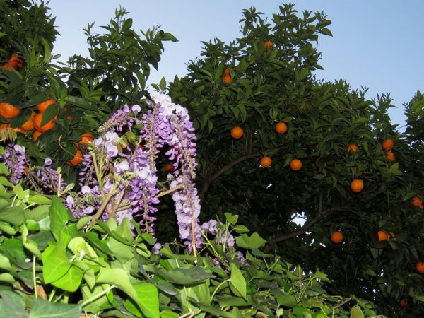 Цветы Италии Апельсины, Citrus sinensis