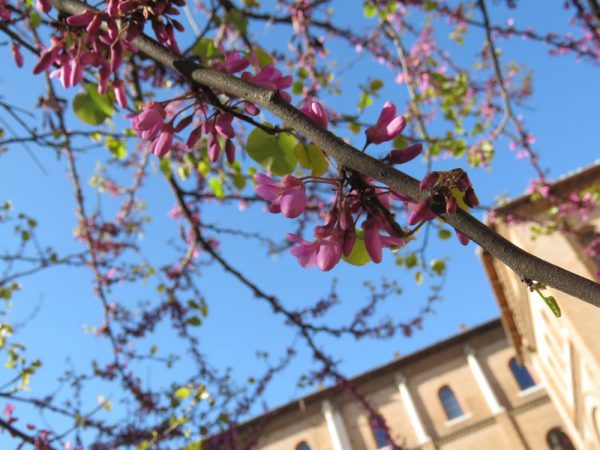 Цветы Италии Багряник рожковый или Церцис европейский, Cercis siliquastrum