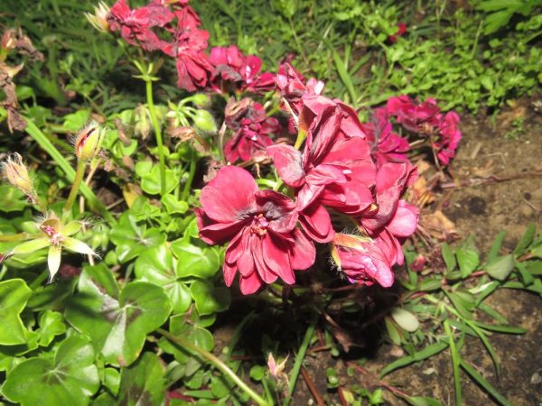 Цветы Италии Пеларгония, герань (Pelargonium)