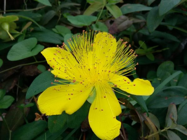 Цветы Италии Зверобой чашечковидный, или Зверобой чашечный (Hypericum calycinum)