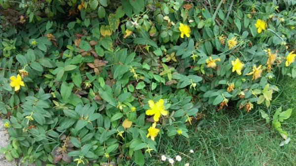 Цветы Италии Зверобой чашечковидный, или Зверобой чашечный (Hypericum calycinum)