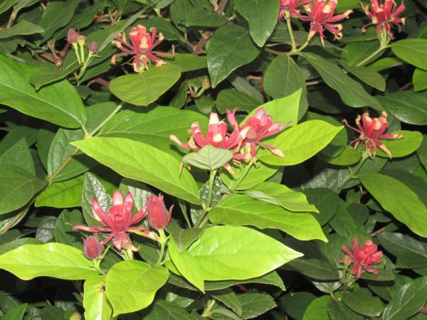 Цветы Италии Каликант цветущий (Calycanthus floridus)
