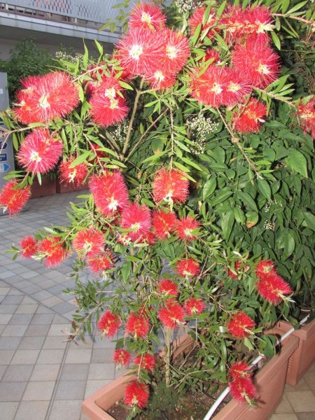 Цветы Италии Каллистемон, Красивотычиночник, или Краснотычиночник (Callistemon citrinus)
