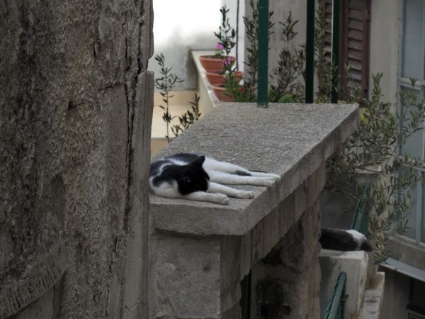 Кошки в Хорватии