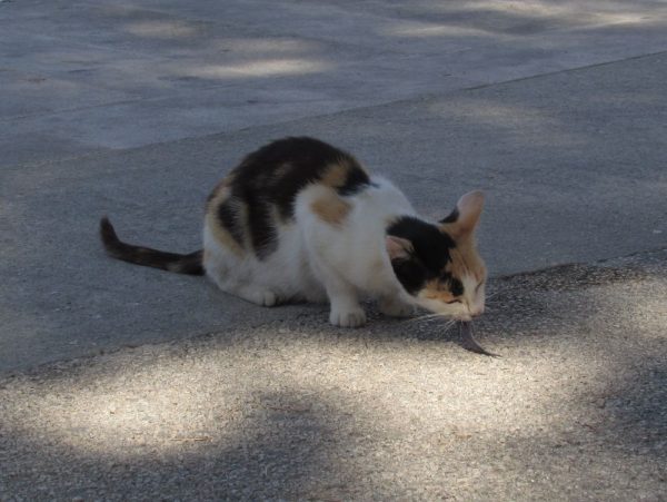 Кошки в Хорватии