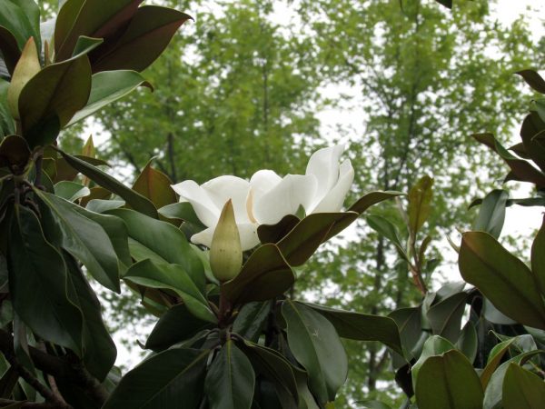 Цветы Италии Магнолия крупноцветковая (Magnolia grandiflora)