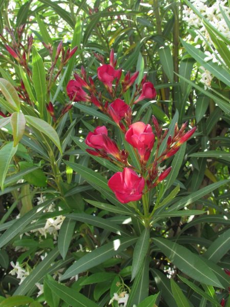 Цветы Италии Олеандр (Nerium оleander)