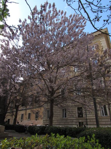 Цветы Италии Павловния (Paulownia)