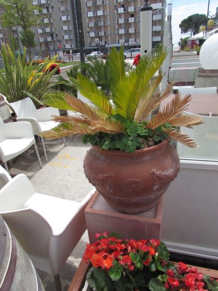 Цветы Италии Саговник поникающий (Cycas revoluta)