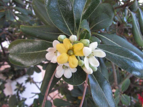 Цветы Италии Смолосемянник обыкновенный, пахучий, Тобира (Pittosporum tobira)