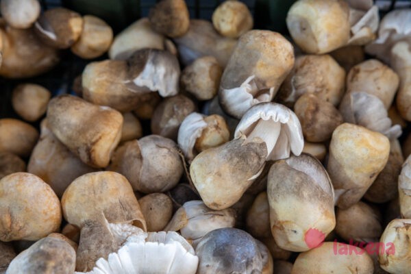 Грибы в Таиланде Соломенный гриб (Вольвариелла съедобная, травяной шампиньон, рисово-соломенный гриб, Хед Фанг)