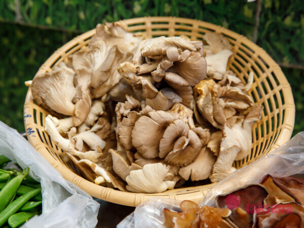 вешенки вёшенки устричный гриб грибы в тайской кухне