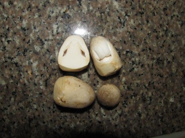 Грибы в Таиланде Соломенный гриб (Вольвариелла съедобная, травяной шампиньон, рисово-соломенный гриб, Хед Фанг)