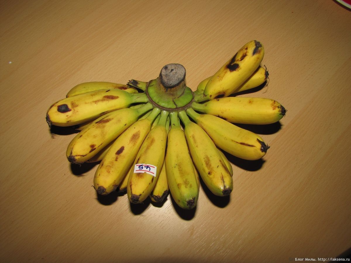 Банановые пальчики. Бананы дамские пальчики. Тайские бананы. Сорт банана Дамский пальчик. Бананы тайские маленькие.