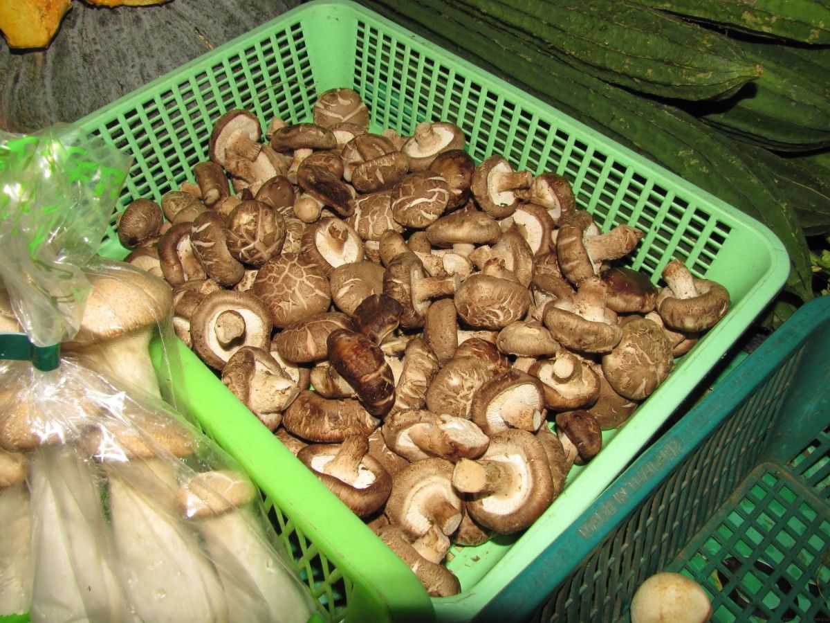 Грибы в Таиланде (фото и описание использования в тайской кухне)