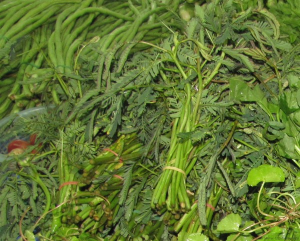 тайские травы в тайской кухне водяная мимоза