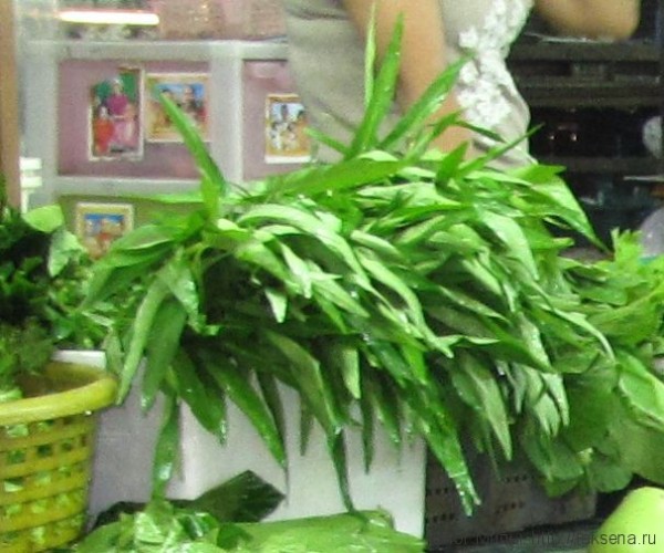 тайские травы в тайской кухне водяной шпинат