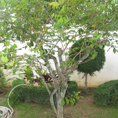 Дерево рамбутана