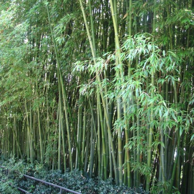 растения умеренного пояса - бамбук сад маримуртра бланес