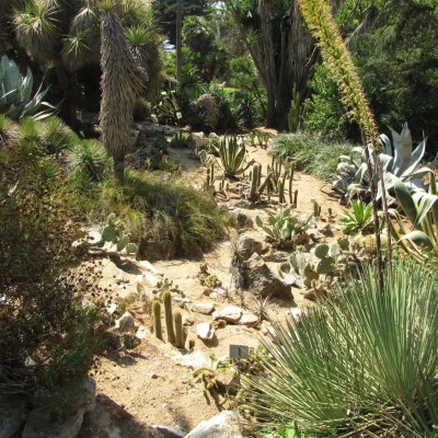 растения субтропиков (Мексика) сад маримуртра бланес