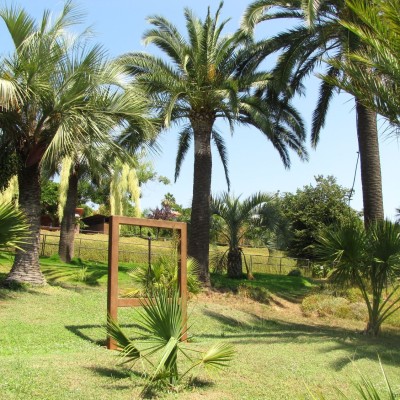 растения умеренного пояса -пальмы сад маримуртра бланес