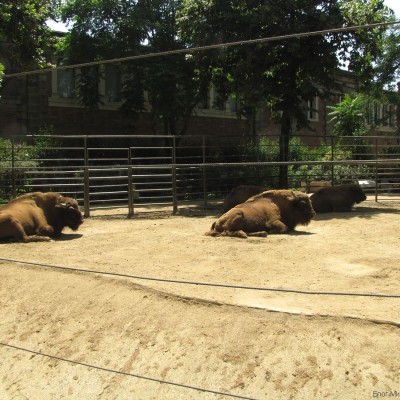 бизон зоопарк барселоны