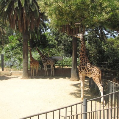 жираф зоопарк барселоны