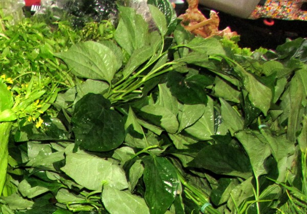 Листья бетеля, Лолот, или Перец-лолот (piper sarmentosum, wild betel leaf, bai cha-phloo) тайские травы в тайской кухне