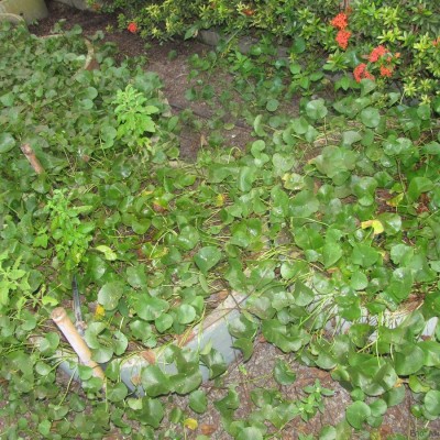 тайские травы Азиатский щитолистник, pennywort, Бай буа бок