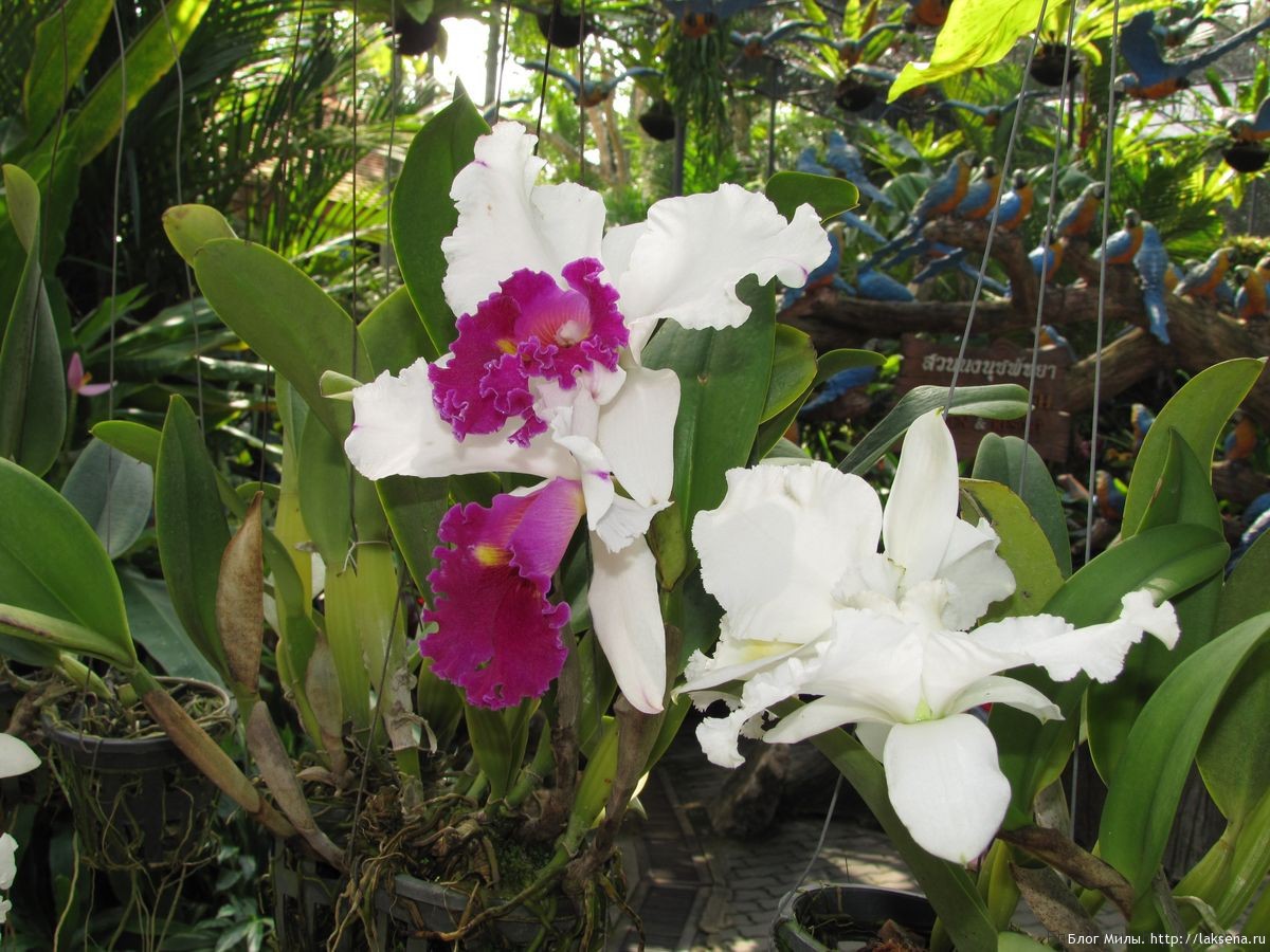 Орхидея Тайланд