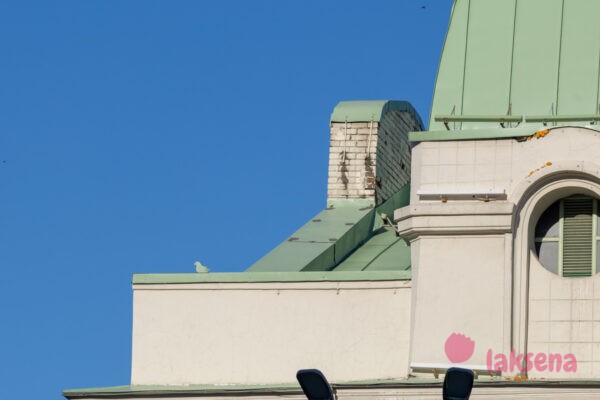 Жестяная птичка памятники на площади ленина краеведческий музей