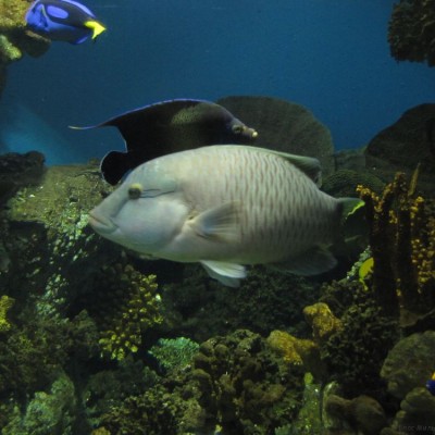 океанариум барселоны отзыв фото сообщение про рыб