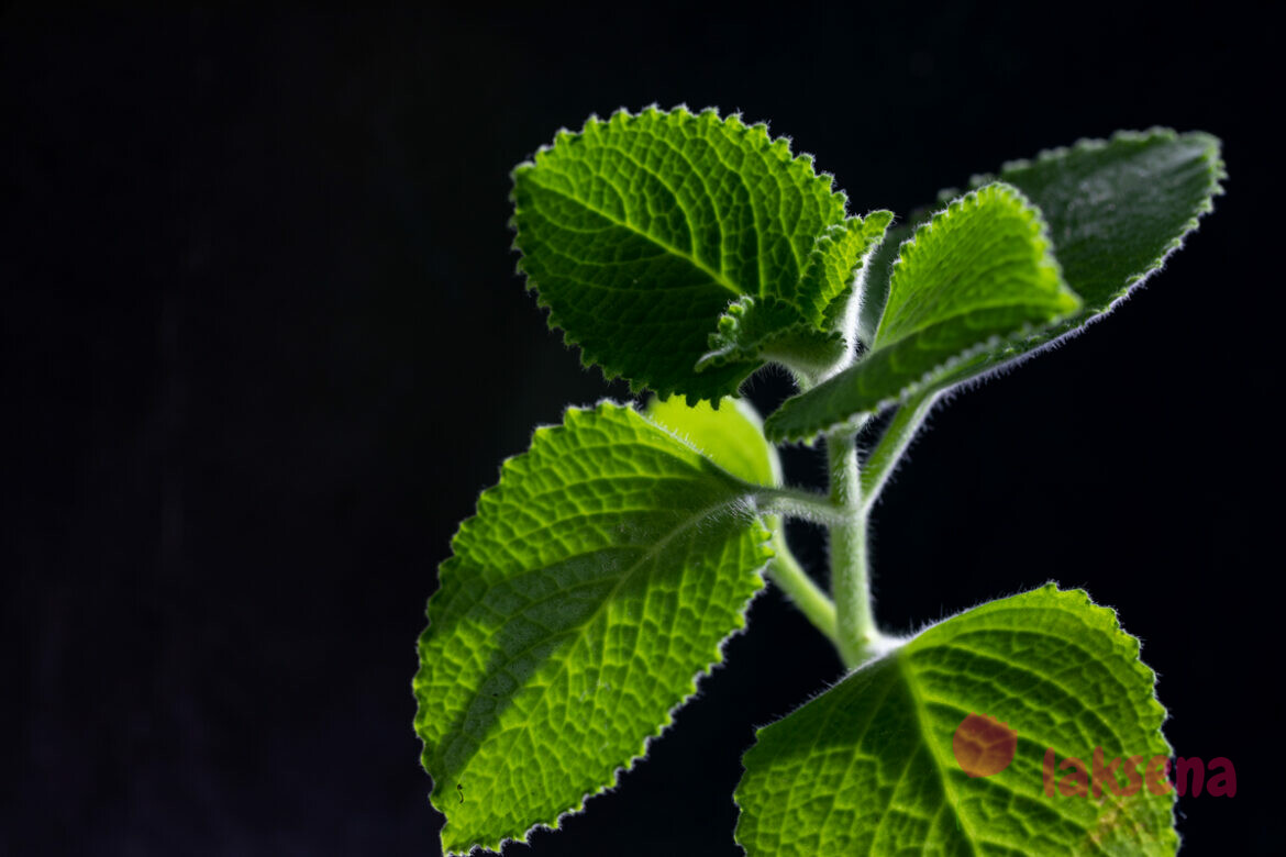 Шпороцветник ароматный, или кубинский орегано