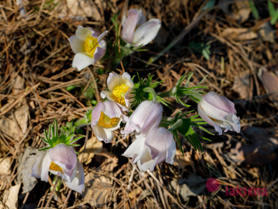 Сибирский подснежник — прострел желтеющий
