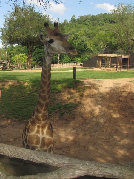 Зоопарк Кхао Кхео жираф