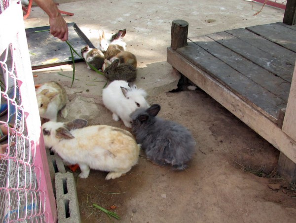 Зоопарк Кхао Кхео кролики