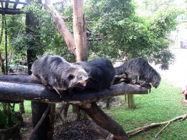 Зоопарк Кхао Кхео бинтуронги