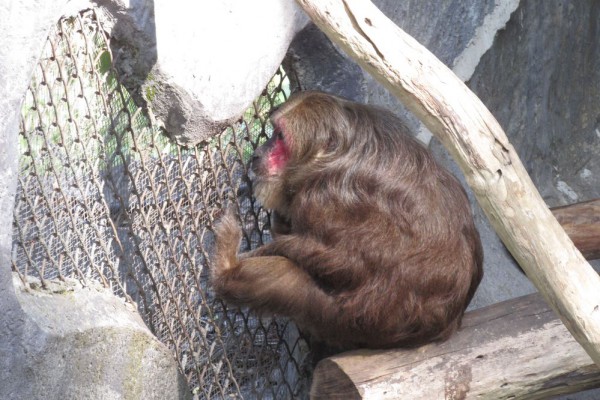 Зоопарк Кхао Кхео обезьяны