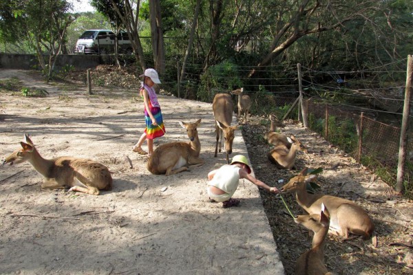 Зоопарк Кхао Кхео пятнистые олени