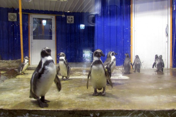 Зоопарк Кхао Кхео пингвин