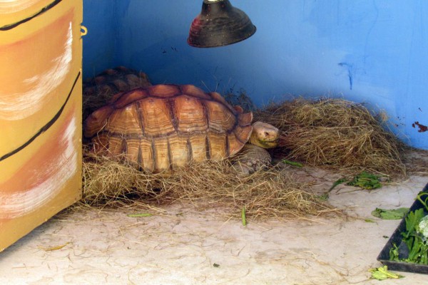 Зоопарк Кхао Кхео черепахи