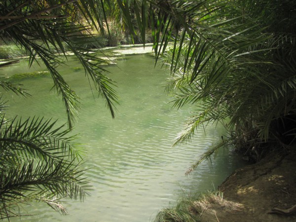 пальмовый пляж Превели