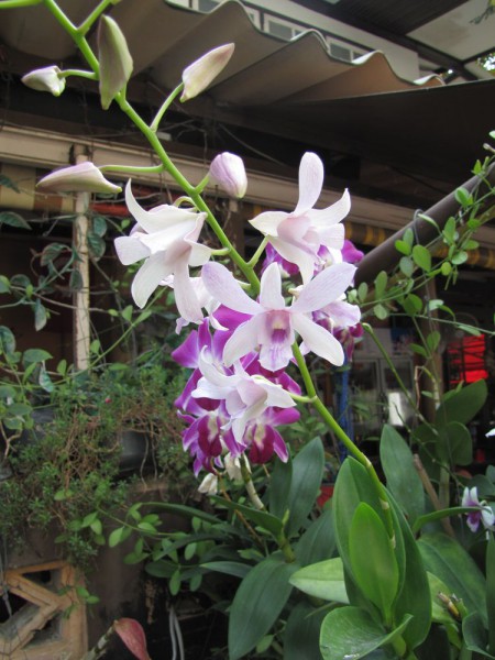 цветы таиланда орхидеи