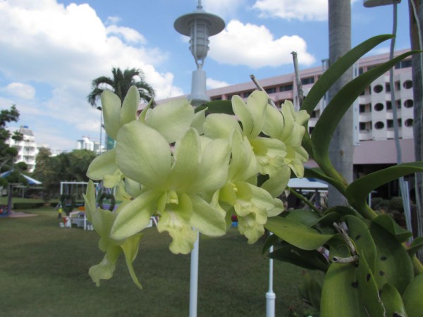 цветы таиланда орхидеи