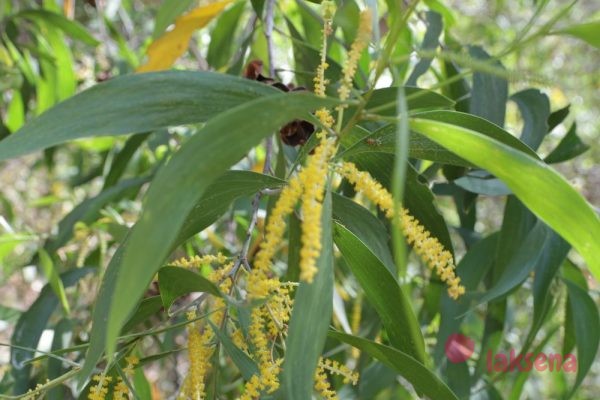 Акация ушковидная или Аури (Acacia auriculiformis)
