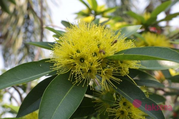 Ксантостемон золотистый (Xanthostemon chrysanthus) желтый пушистый цветок таиланд