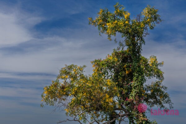 Акация ушковидная или Аури (Acacia auriculiformis) растения Таиланда